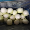 Fresh Peeled Onion with good quality